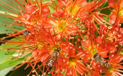 bees combretum constrictum