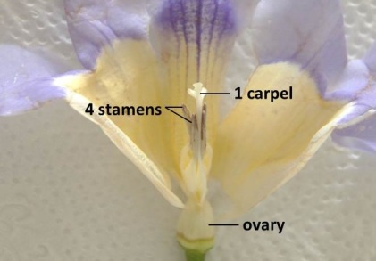 blue trumpet vine dissected 4 v2