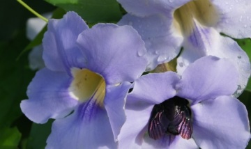 nectar guides blue trumpet vine 3