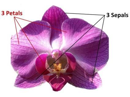 orchid sepals