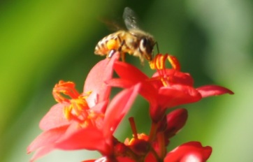 oriental honeybee. 2jpg
