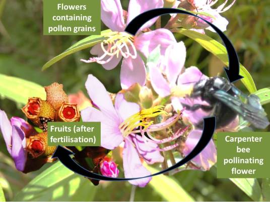 Sendudok cycle pollination